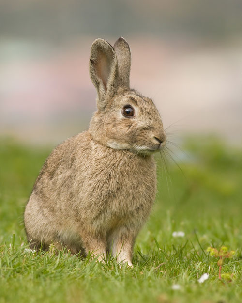 Кролики отличаются от зайцев тем, что их детёныши обычно рождаются слепыми и голыми и выращиваются в норах. Живёт кролик в среднем около 10 лет. На данный момент насчитывается около 200 пород, из которых только около 20 разводят в нашей стране. Фото: JJarrison/commons.wikimedia.org