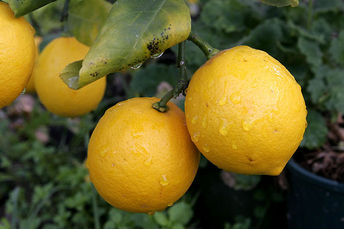 Спелые лимоны. Фото: Fir0002/commons.wikimedia.org