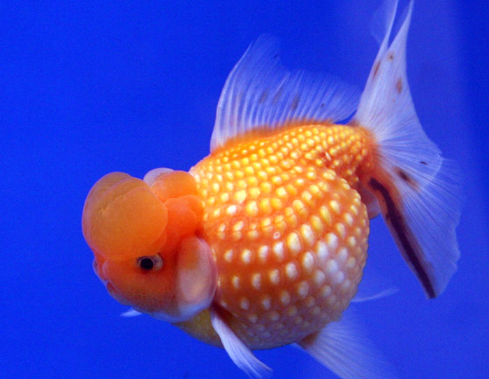 Жемчужинка — одна из искусственно культивированных декоративных пород аквариумной «золотой рыбки», отличающаяся необычной формой чешуек, напоминающих жемчуг.  Фото: Lerdsuwa/commons.wikimedia.org 