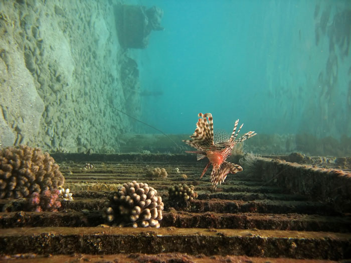 Коралловые рифы, Турция. Фото: Elisei Shafer/Photos.com