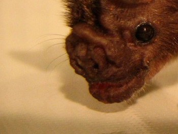 В Перу атаке вампировых летучих мышей, зараженных бешенством, подверглись более 500 человек. Фото с heylittlebat.blogspot.com