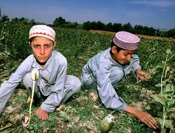 В Афганистане уничтожена половина выращенного опиумного мака