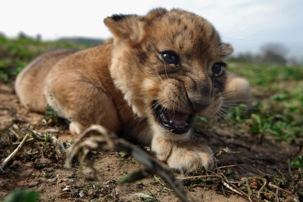 Впервые рождённые в Парке Сафари львята вышли на свою первую прогулку. Фоторепортаж