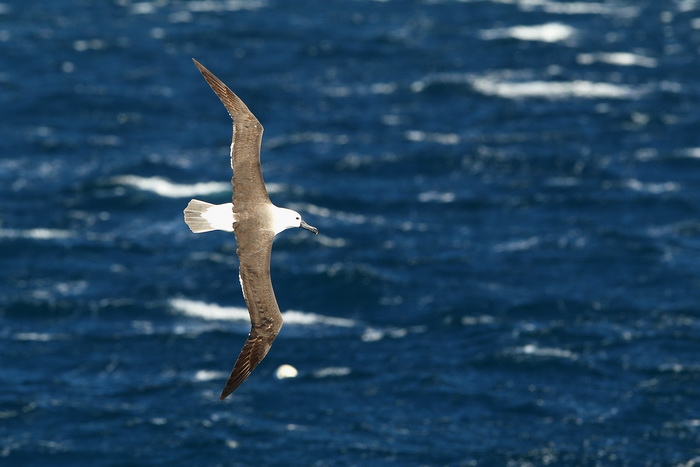 Над Северным морем кружили альбатросы 30 миллионов лет назад