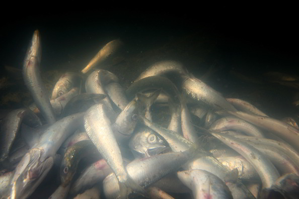 Массовая гибель рыб потрясла Калифорнию. Фото:  David McNew/Getty Images