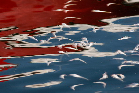 Массовая гибель рыб потрясла Калифорнию. Фото:  David McNew/Getty Images