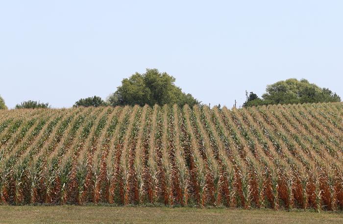 Засуха в США привела к резкому сокращению урожая кукурузы