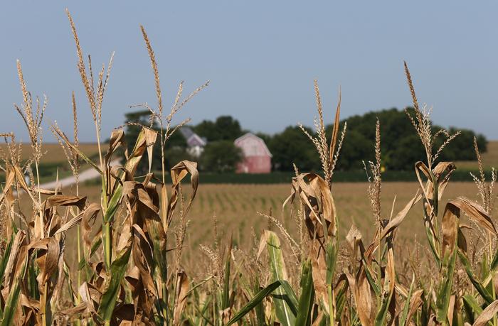 Засуха в США привела к резкому сокращению урожая кукурузы