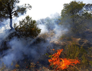 Лесные пожары на востоке Испании потушены