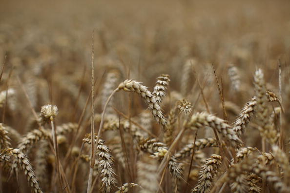 Урожай пшеницы в Канаде не заменит потери урожая в России