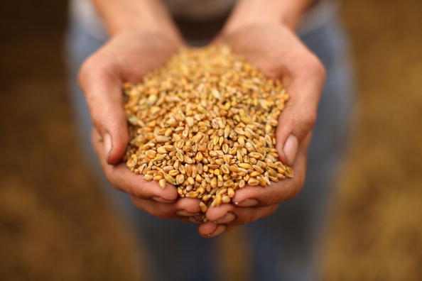 Урожай пшеницы в Канаде не заменит потери урожая в России