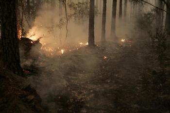 В Португалии горят сотни гектаров леса