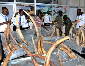 Интерпол нанёс удар по торговле слоновой костью в Африке.  Фото:  PETER BUSOMOKE/AFP/GettyImages
