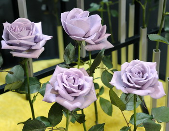 Эквадор стал поставщиком съедобных роз