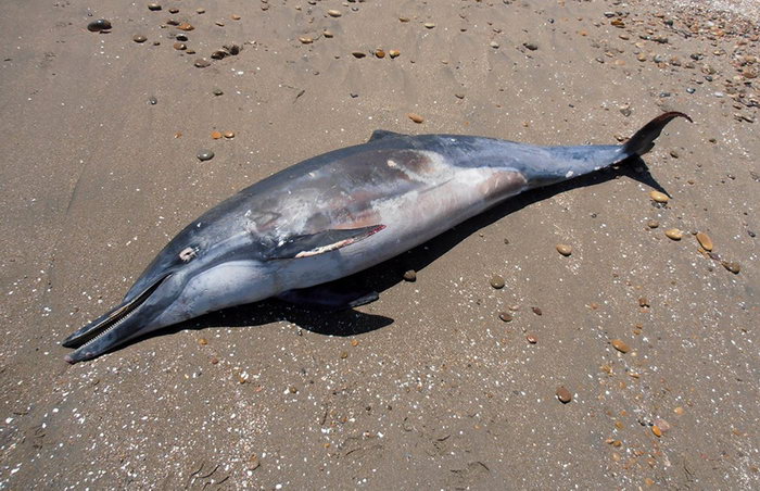 Более девяноста дельфинов выбросились на берег в Бассовом проливе