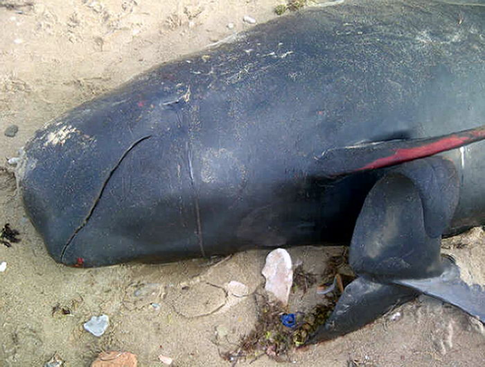 На Западном побережье Бенгальского залива 40 китов выбросились на берег