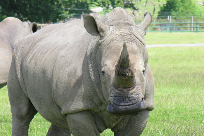 Индия: редкие носороги получат защиту от браконьеров