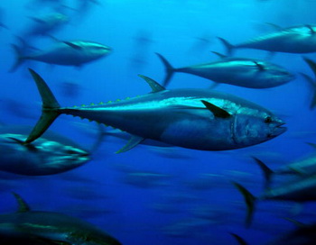 Запрет на торговлю вымирающим видом красного тунца