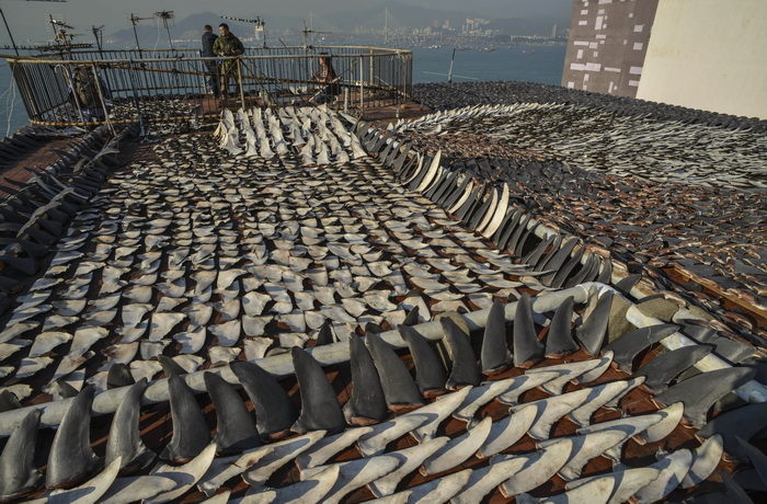 Сушка на солнце акульих плавников на крыше здания фабрики в Гонконге, 2 января 2013 года. Гонконг является одним из крупнейших рынков в мире по сбыту акульих плавников. Фото: ANTONY DICKSON/AFP/Getty Images