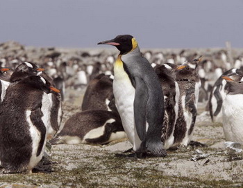 Императорских пингвинов в Антарктике оказалось в 2 раза больше
