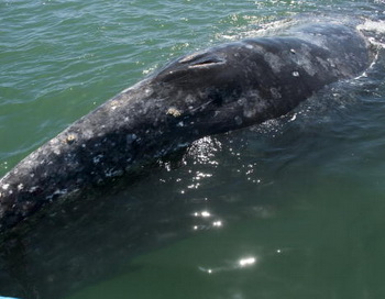 ЮАР: плавающая в море туша кита привлекает акул