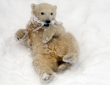 Детеныш белого медведя из финского зоопарка вызвал наплыв посетителей. Фото: AFP/Getty Images