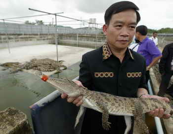 В Таиланде вместо сторожевых собак завели крокодилов.  Фото: PORNCHAI KITTIWONGSAKUL/AFP/Getty Images