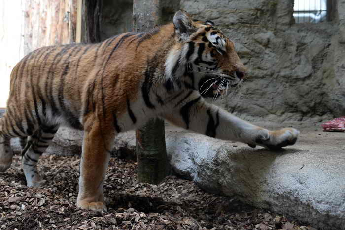 В Великобритании тигр напал на сотрудницу зоопарка. Фото: PATRIK STOLLARZ/AFP/Getty Images