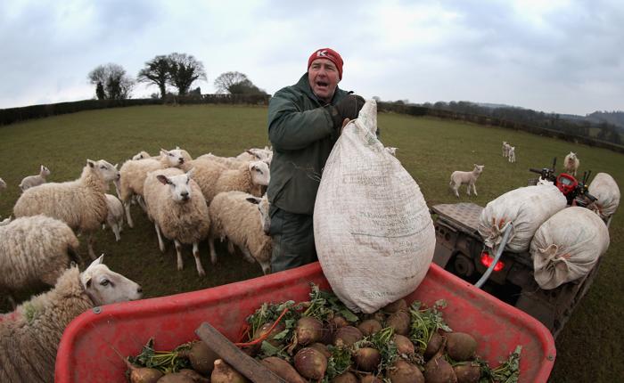 Холода создали сложные условия для валлийских фермеров