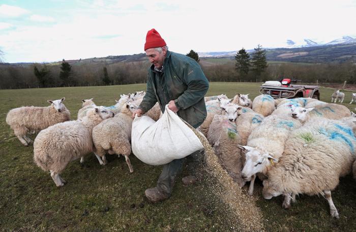 Холода создали сложные условия для валлийских фермеров