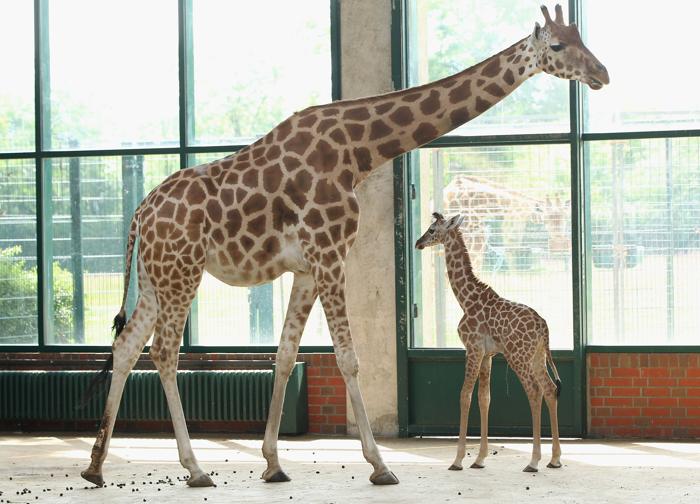 Детёныш жирафов Ротшильда, Июль, в зоопарке Берлина. Фото: Sean Gallup / Getty Images