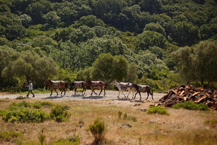 В Испании собрали кору с дубов для производства пробки