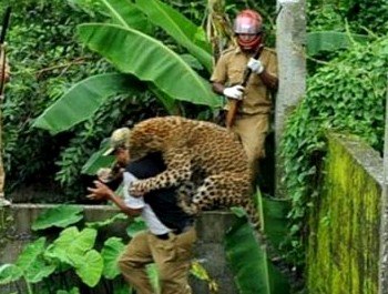 В Индии четыре человека получили ранения в результате нападения леопарда. Фото с reporter-ua.com