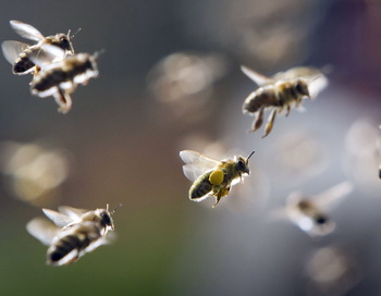 Огромный пчелиный рой был замечен в центре шведской столицы