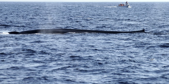 Голубые киты выполняют акробатические пируэты