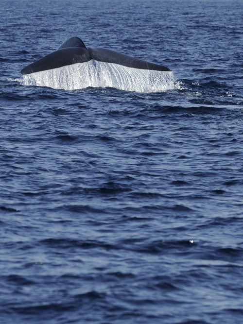 Голубые киты выполняют акробатические пируэты