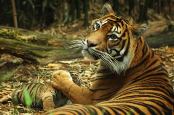 Тигры. Фото:  Mark Kolbe/Getty Images