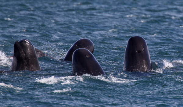 Фоторепортаж об  операции по спасению дельфинов, выбрасывающихся на берег