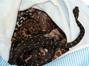 36 змей нашли таможженики в ручной клади прилетевшего в Мюнхен австралийца. Фото: © Zoll