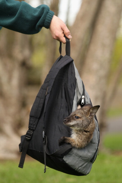 Потерянный детёныш кенгуру живёт в рюкзаке у своей приёмной мамы