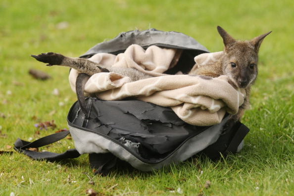 Потерянный детёныш кенгуру живёт в рюкзаке у своей приёмной мамы