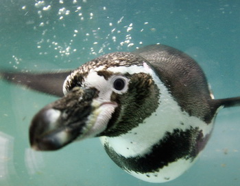 Пингвин Гумбольта. Фото: JOERG KOCH/AFP/Getty Images