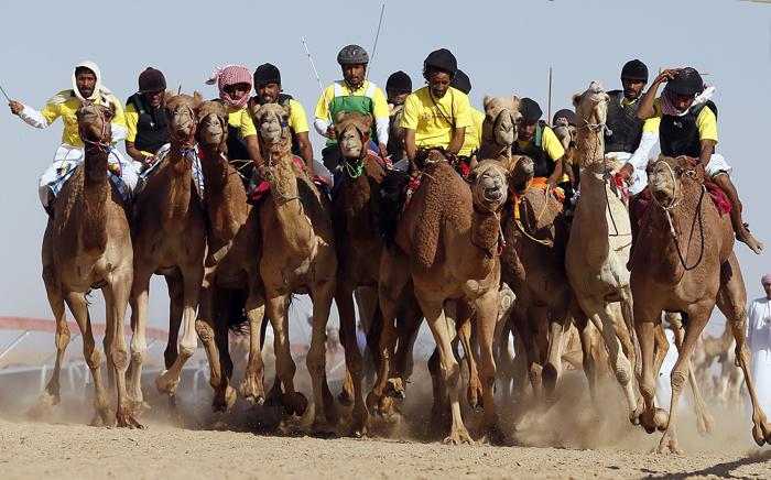 Фестиваль верблюдов стартовал  в ОАЭ
