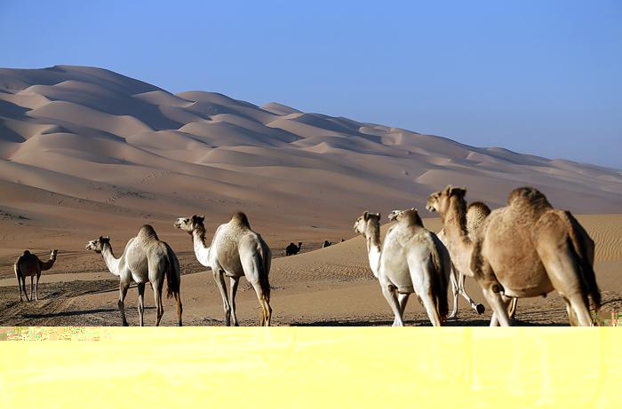 Фестиваль верблюдов стартовал  в ОАЭ