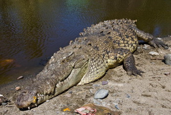Мексиканские спасатели поймали крокодила на городском пляже
