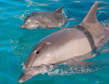 В США в 2013 году погибло более тысячи дельфинов