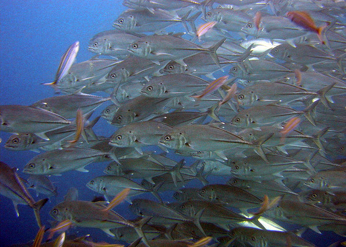 Учёные определили: рыбы в мировом океане в 10 раз больше первоначальных подсчётов. Фото: Matt Kieffer/flickr.com