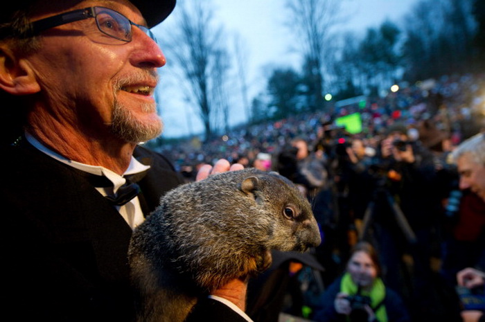 Сурок по имени Фил. Штат Пенсильвания, США, 2 февраля 2014 год. Фото: Jeff Swensen/Getty Images 