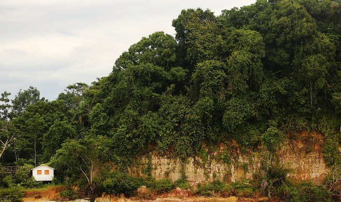 Многообразие тропических лесов сохраняют вредители. Фото: Mario Tama/Getty Images