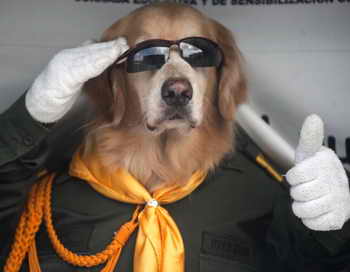 Житель США получил медицинский полис на имя своей собаки. Фото: RAUL ARBOLEDA/AFP/Getty Images
